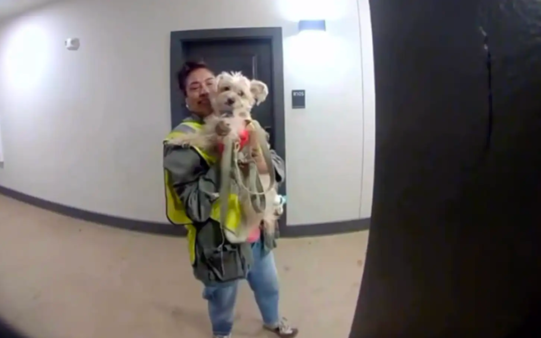 Custodian, Dog, and the Surprise That Started a Friendship