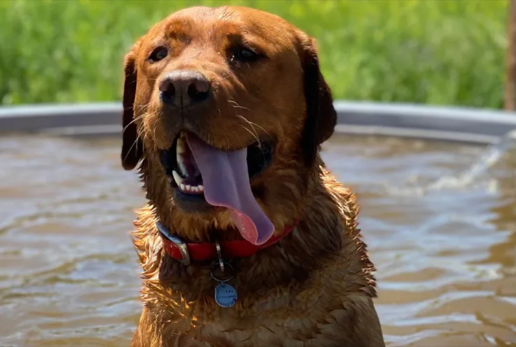He Didn’t Graduate Service Dog School — But He Still Helps Millions