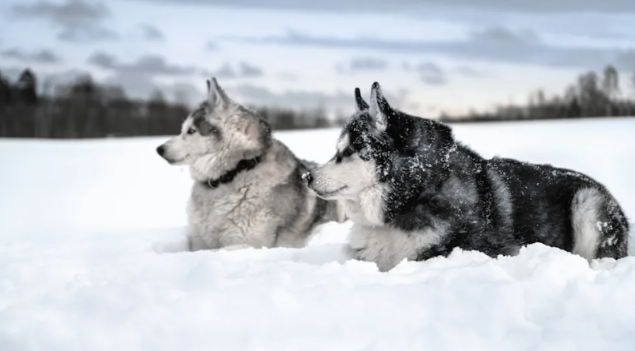 One Snowy Day, One Husky, and a Memory These Kids Will Never Forget