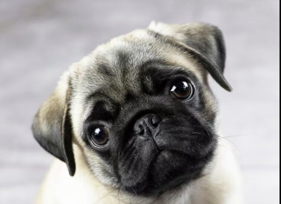 Zoomies, Wiggles and Second Chances: One Pug’s Happy Homecoming