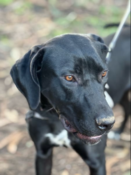 Meet Lucia: The Sweet, Spunky Dog Looking for Her Forever Home