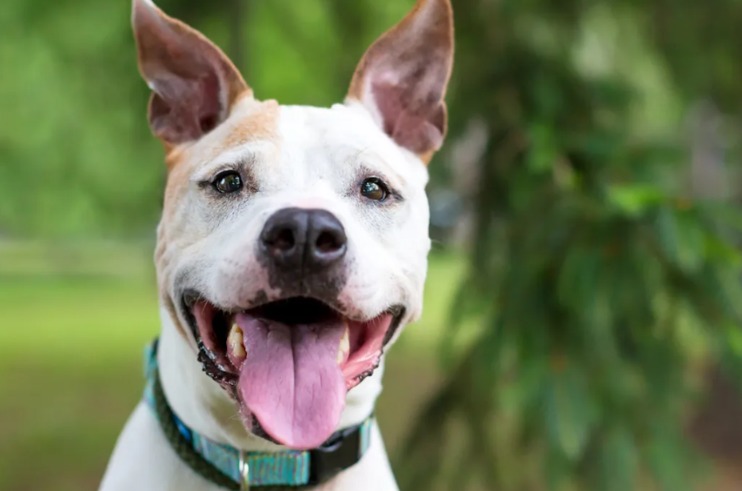 After Months of Waiting, Her First Zoomies Were Pure Joy