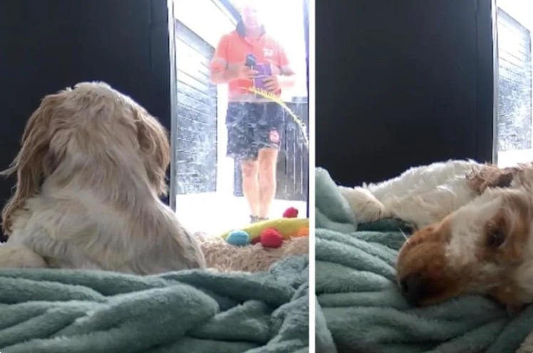 Watch This Dog’s Unforgettable Response When an Unexpected Guest Arrives