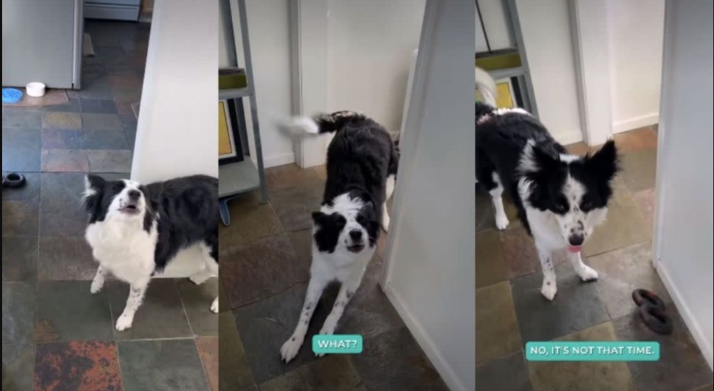 Border Collie vs. Human Schedule: The Playtime Stand‑Off That Won Hearts