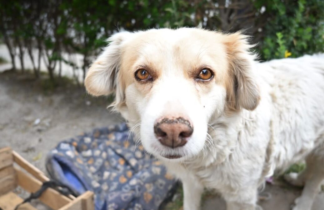 She Heard a Bark in the Rain — What Happened Next Saved a Life