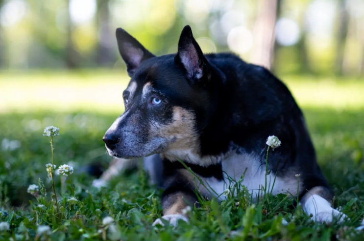 When a Stray Mama Dog’s Love Finds a Way