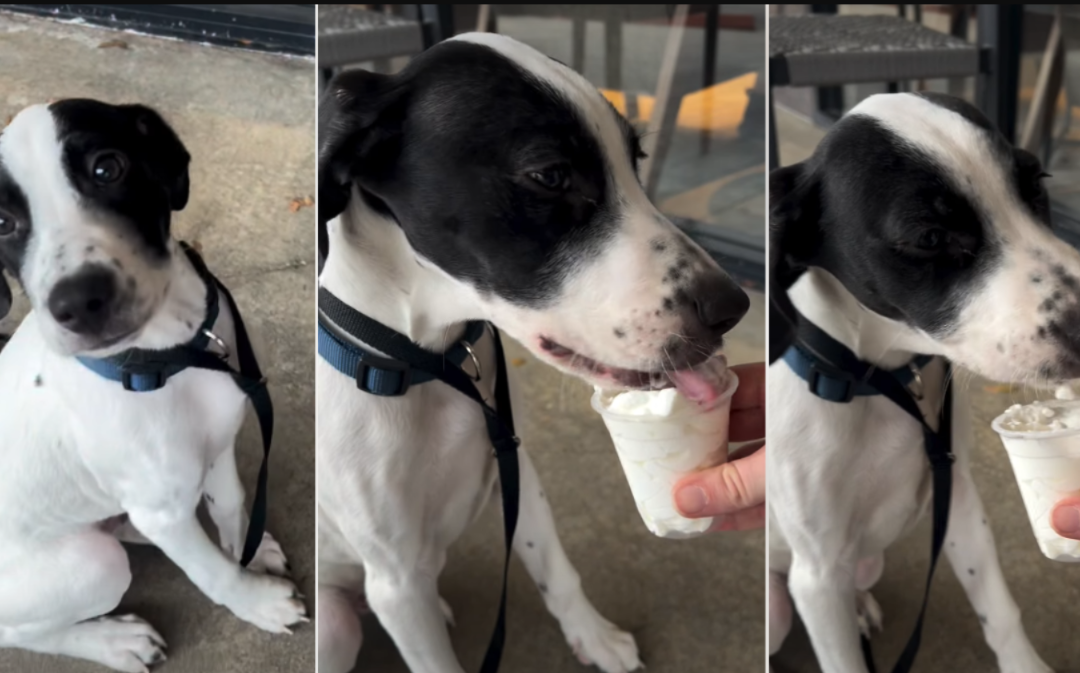 Watch This Pup Discover Whipped Cream Bliss