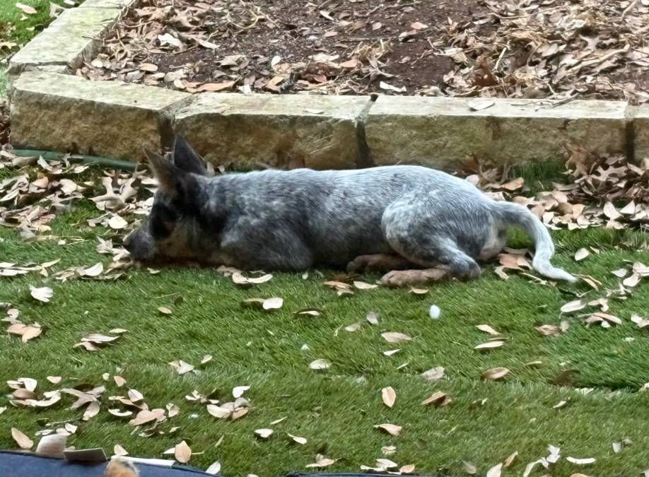 Wobbly but Wonderful: A Puppy Who Never Gives Up