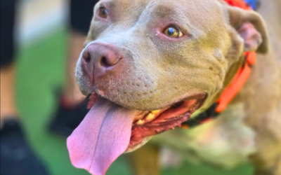 The Sleepover That Changed Everything for a Lost Dog