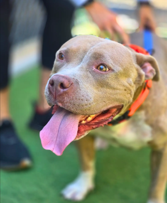 The Sleepover That Changed Everything for a Lost Dog