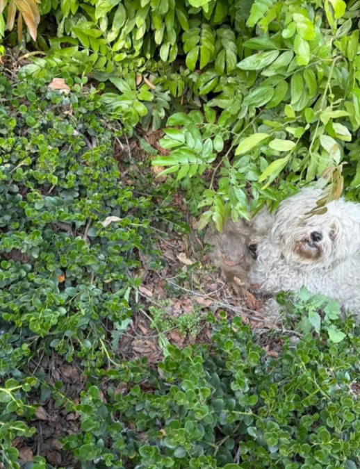 A Rescue That Changed Everything for These Matted, Scared Dogs