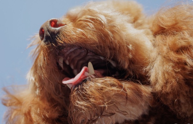 Meet Max: The Rescue Dog With a Human‑Like Face That’s Melting Hearts