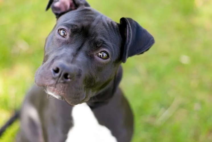 After Nearly 900 Days in Shelter, Melia Finally Gets Her Chance at Happiness