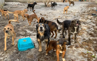 Inside a Troubling Animal Neglect Case — How 61 Dogs and 3 Cats Were Saved