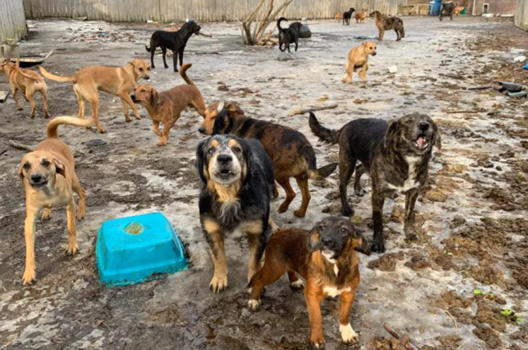 Inside a Troubling Animal Neglect Case — How 61 Dogs and 3 Cats Were Saved