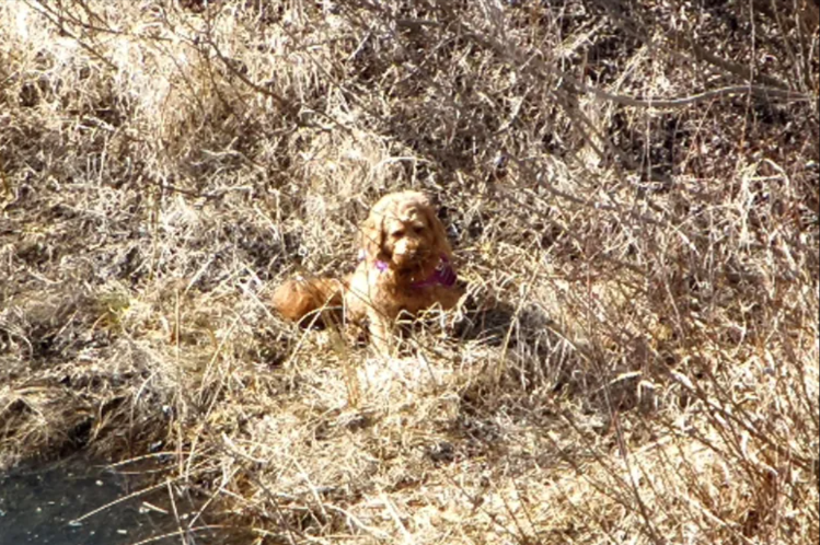 Lost for 18 Days, Found by Drone and Volunteers