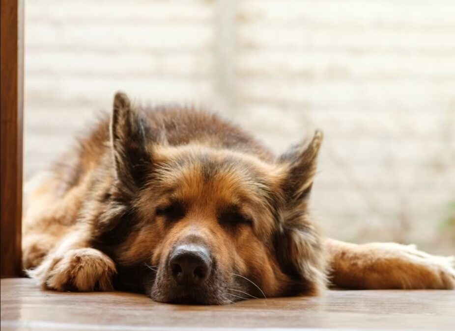 One Year Later: How a Neglected German Shepherd Bloomed Into His Best Self