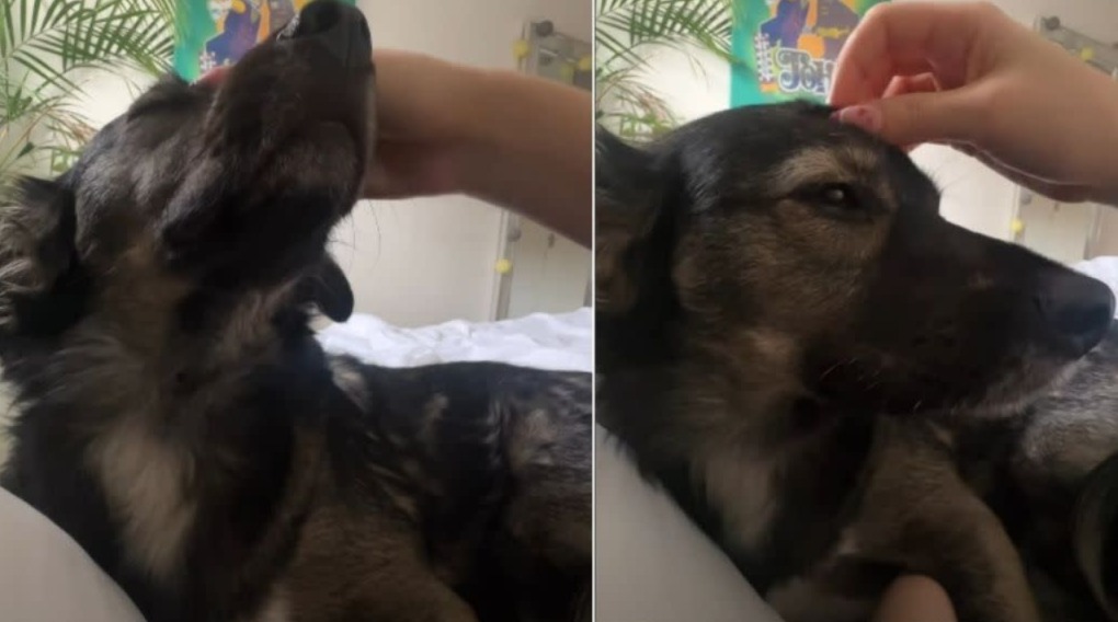 The “Neediest Pup Ever” Video Everyone Can’t Stop Smiling About
