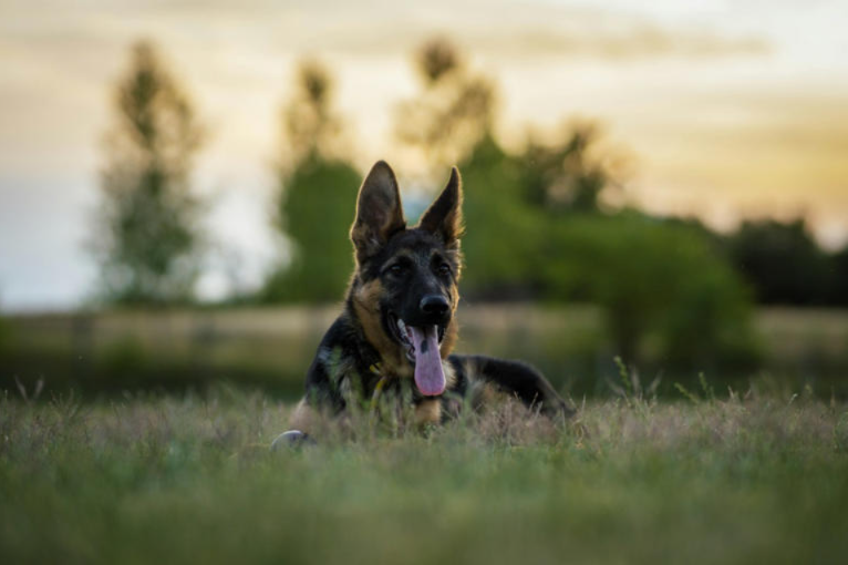 The German Shepherd Who Seriously Hates Bath Time (and Speaks His Mind)