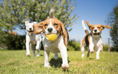 The Dog Park Rule Most Ignore