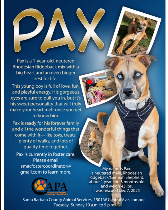 Meet Pax: The Fun‑Loving Dog Ready for His Forever Home