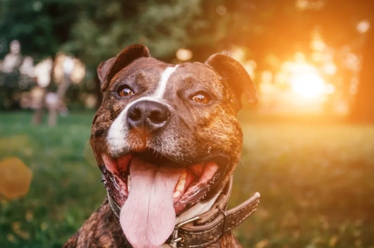 From Stray to Trail Buddy: One Pit Bull’s New Life