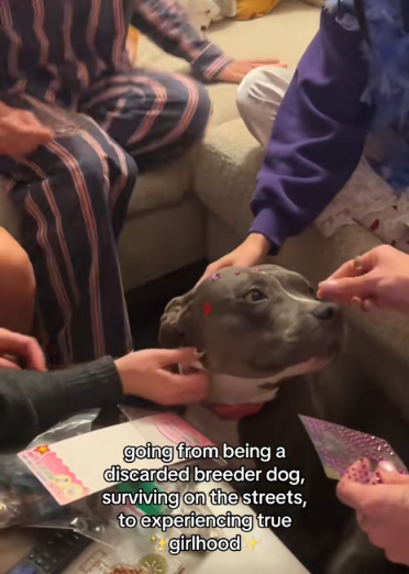 She Never Got to Be “Just a Dog”… Until Now