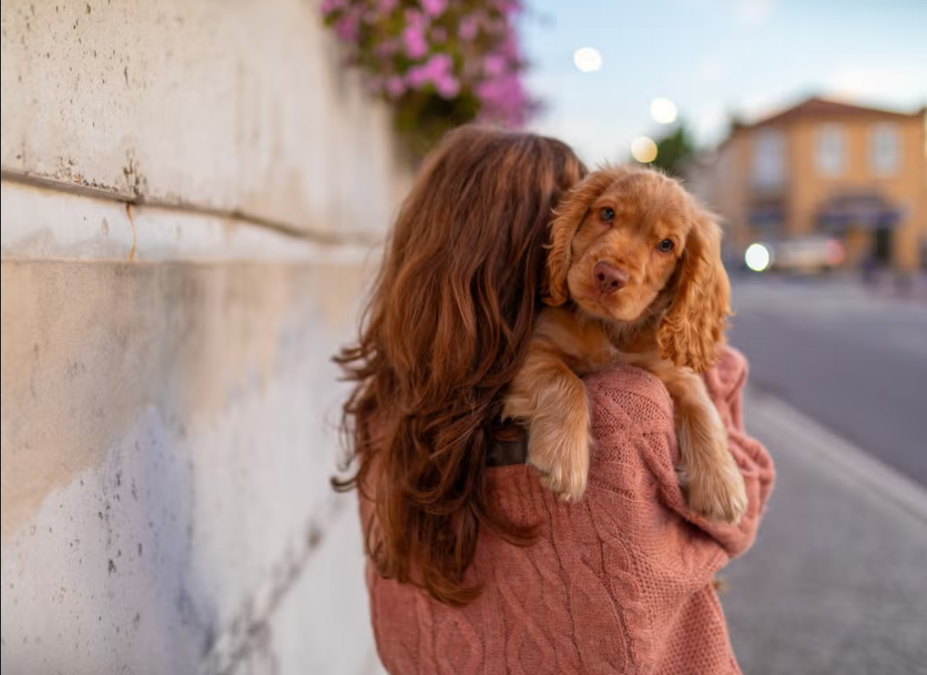 The Day a Stray Dog Chose His Forever Mom