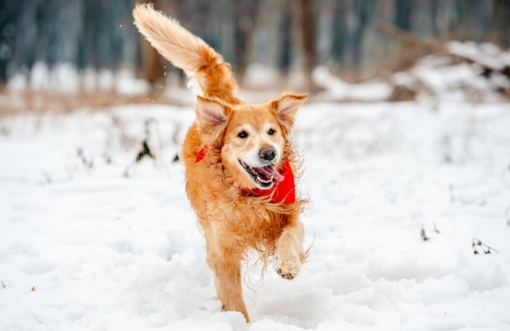 Snow, Friendship and a Determined Retriever — What 16 Inches of Winter Couldn’t Stop