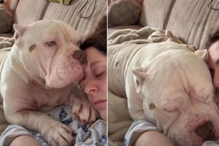 After Losing Four Dogs in Weeks, This Rescue Pup Became Her Comfort