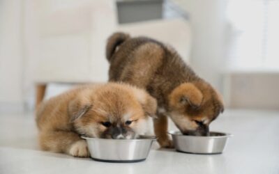 Tiny Paws. Big Nutritional Needs