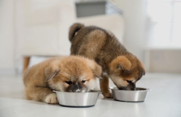 Tiny Paws. Big Nutritional Needs