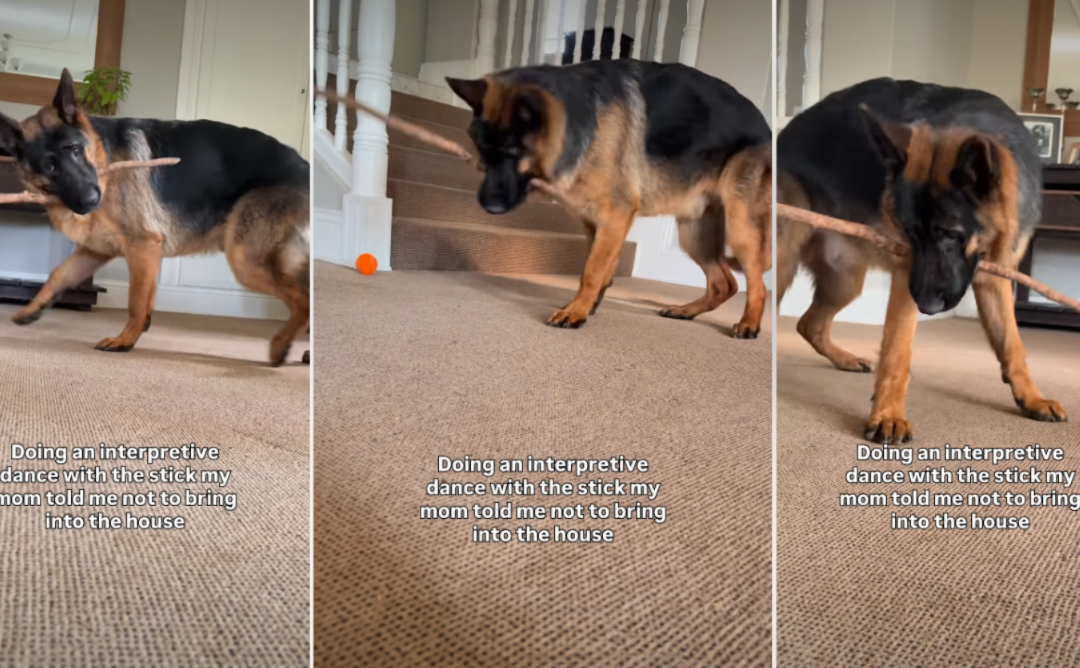 This German Shepherd’s Dance Will Make Your Day