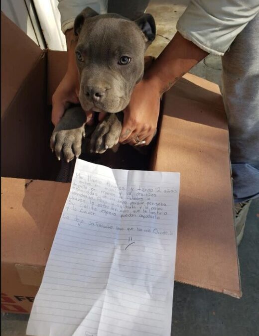 Beyond the Viral Photo: What Really Happened to the Injured Puppy Left at a Shelter’s Door