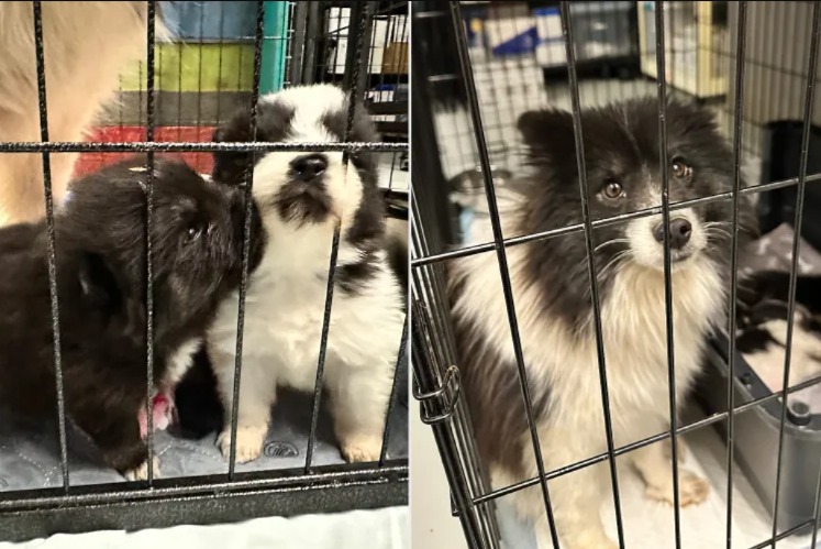 Nearly 100 Dogs Survive Bitter Cold Thanks to Two Huge Winter Rescues