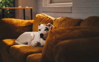 Environment enrichment for dogs and Why it Matters