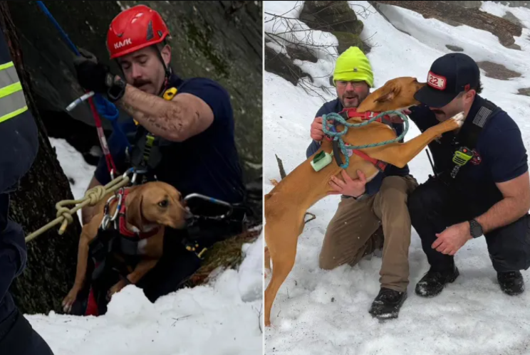 Cliffside Crisis: Puppy Saved Just in Time