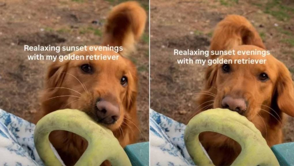 What “Relaxing” Looks Like When You Own a Golden Retriever