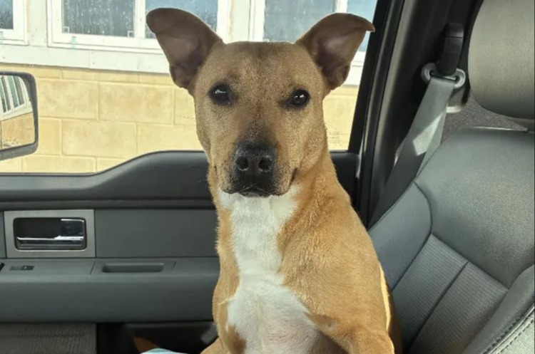 Tennessee Pup Waits Years — Then Her Dream Family Arrives