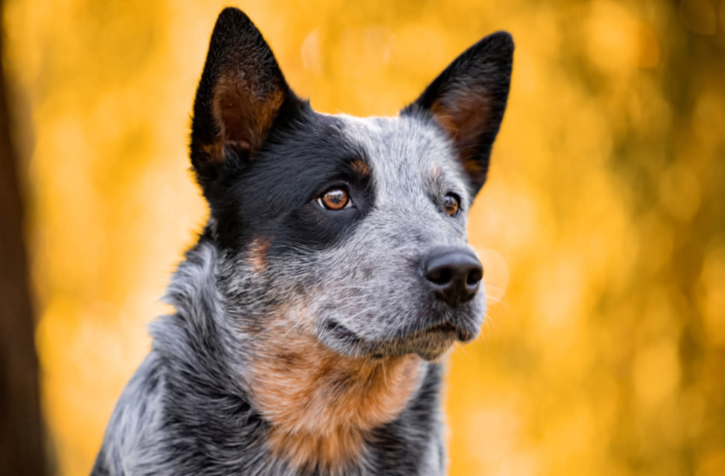 Heeler Hero Escapes Cow Chaos — Earns Dinner Date