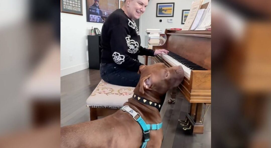 How the Sound of a Piano Helped a Nervous Shelter Dog Find Her Confidence