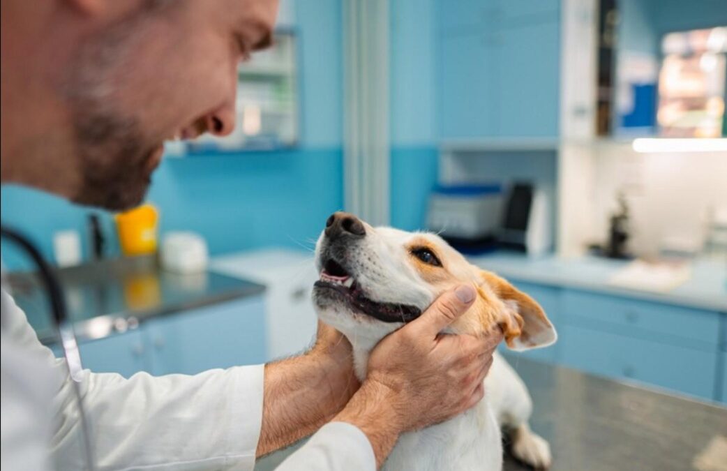 Lost for Over a Decade, Sparkle Finally Finds Her Way Back Home
