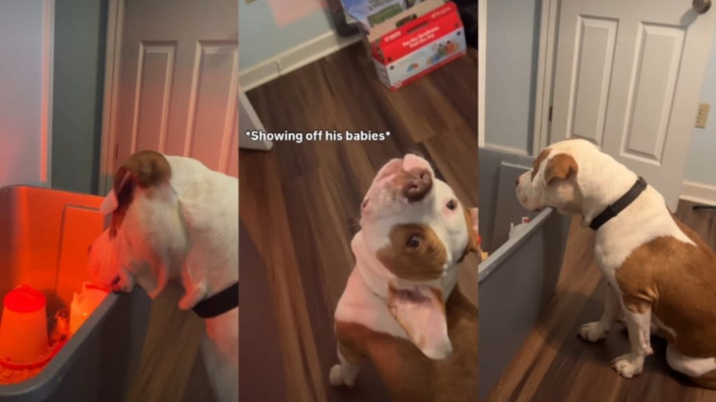Watch a Pit Bull Become the Ultimate Protector of Baby Chicks