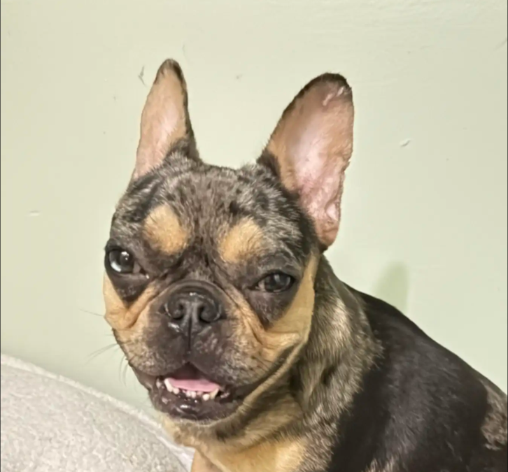 Hope in Her Heart: How This Mama Dog Found Purpose Again