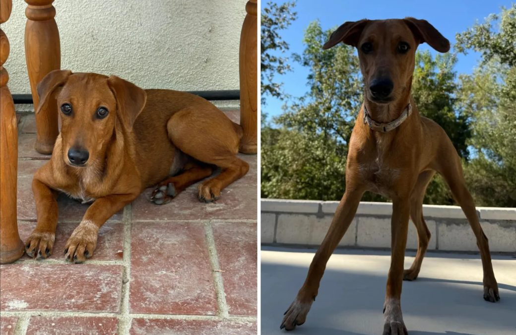 Sunny Surprise: When Your “Weenie Dog” Grows Up Big