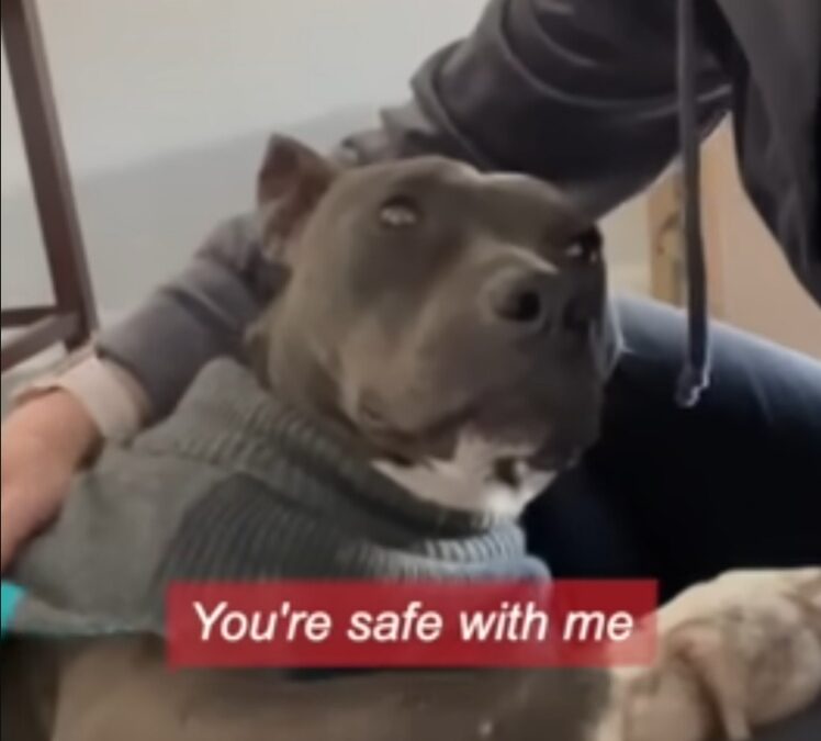 Sweet Pea’s Second Chance: A Rescue Story That Breaks Through Stereotypes