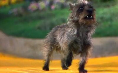 The Little Dog Who Stole the Big Screen