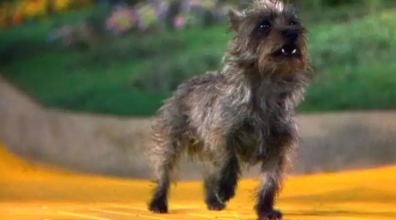 The Little Dog Who Stole the Big Screen