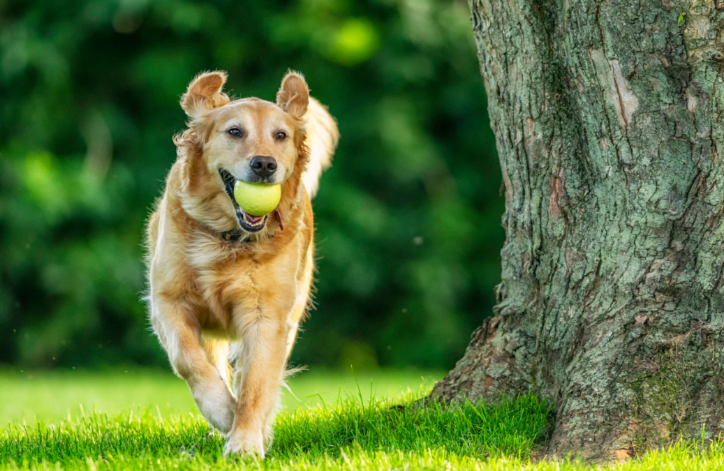 How to Prepare Your Dog for Every Season (Without Missing a Beat)