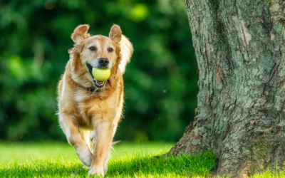 How to Prepare Your Dog for Every Season (Without Missing a Beat)